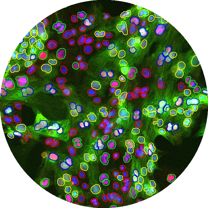 Senescence Assay